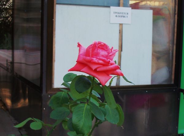 Карикатура: Одинокой распущенной розе требуется хороший флорист..., Владимир Масалов