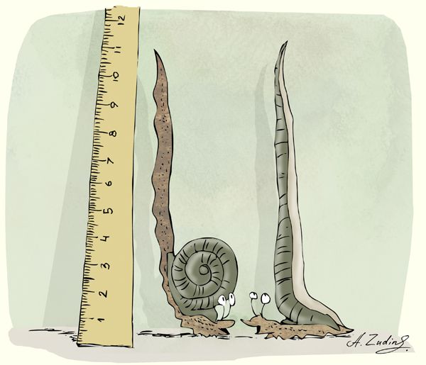 Карикатура: одиннадцать сантиметров, Александр Зудин