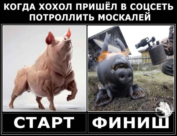 Мем: Молчание свинят, Максим Камерер