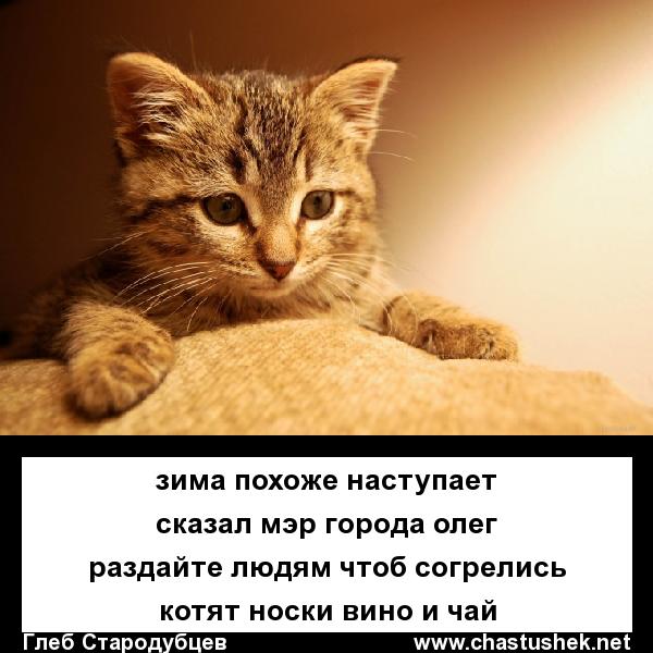 Мем: Раздать котиков!, chastushek