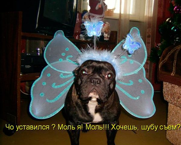 Мем: У всех девушек бабочки в животе требуют любви,  и только моль у Тамары требует шубу., Евгений Буратино