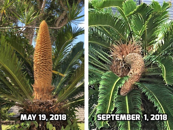 Мем: Хроника саговой пальмы или До и после