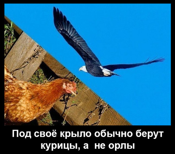 Мем: Под своё крыло обычно берут курицы, а не орлы