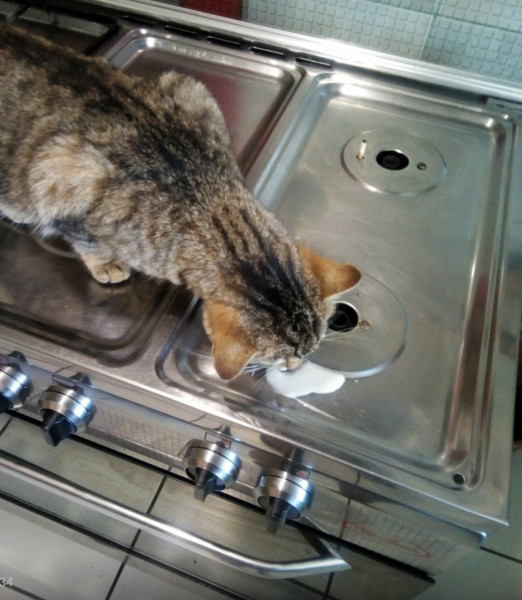 Мем: Лайфхак от Nadine: у У вас убежало молоко, а Вам лень снова мыть только что помытую плиту? Посадите на плиту своего кота, предварительно убрав всё горячее...