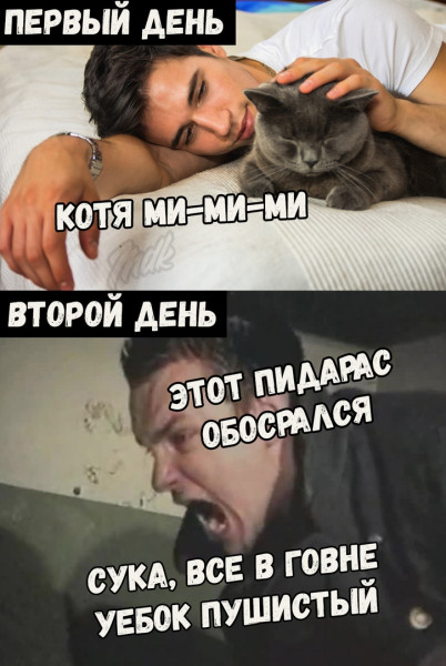 Мем: Когда завёл кота, Кот Отморозкин