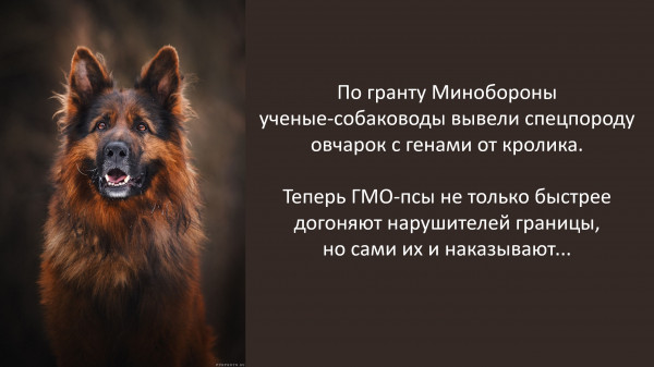 Мем: Овчарки-кролики, Vladimir Matveev