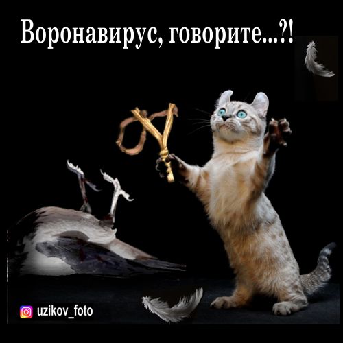 Мем: хозяева достали карантином, Узиков Александр