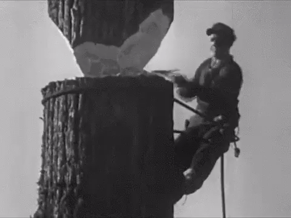 Мем: Реакция этого дровосека, когда дерево начнет падать, бесценна., Дед Макар