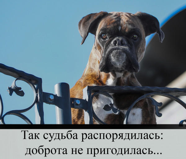 Мем: Сторожевой пес, СК Лейе
