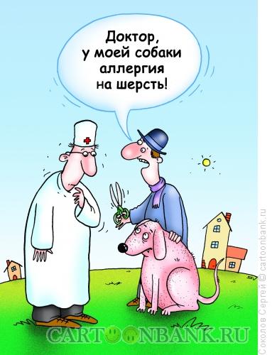 Карикатура: собачья аллергия, Соколов Сергей