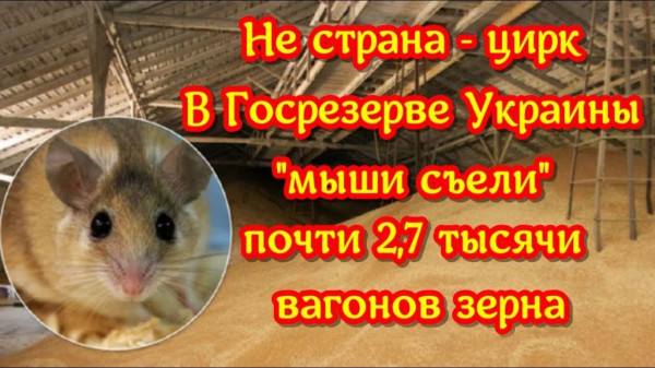 Мем: Суровые украинские мыши, Максим Камерер