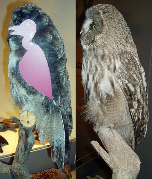 Мем: Соотношение тела совы и её перьев, Брюттон