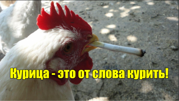 Мем: курица, Пользователь Номер 1