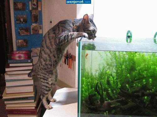 Мем: Наблюдатель рыбов