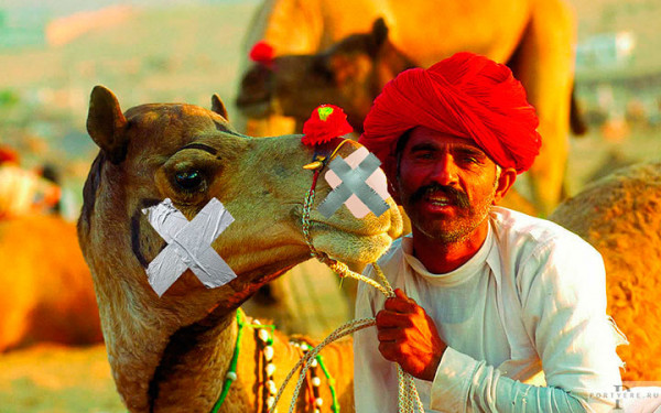 Мем: Бедуин лечит верблюда