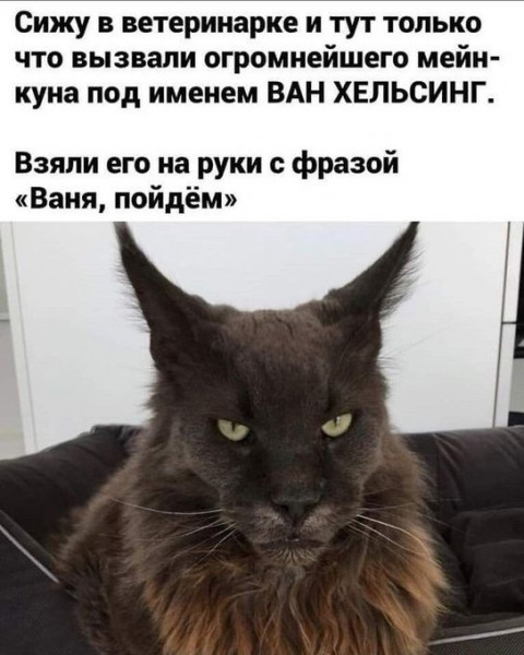 Мем, Cat Fil