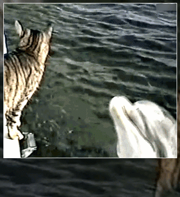 Мем: Так вот ты какой, котик морской?!, Серж Скоров