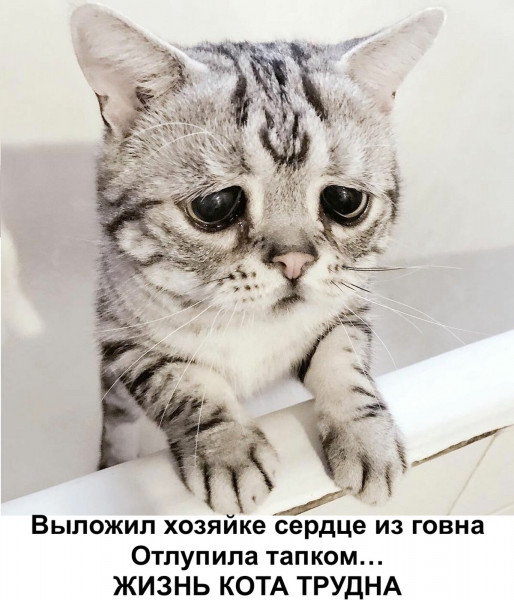 Мем: Жизнь кота трудна, suchka