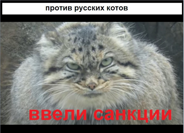 Мем: Против русских котов ввели санкции
