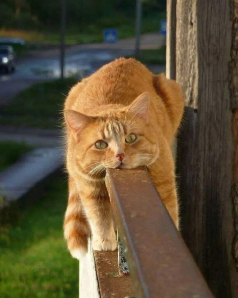 Мем: Монорельсовый кот, Archimedean trousers