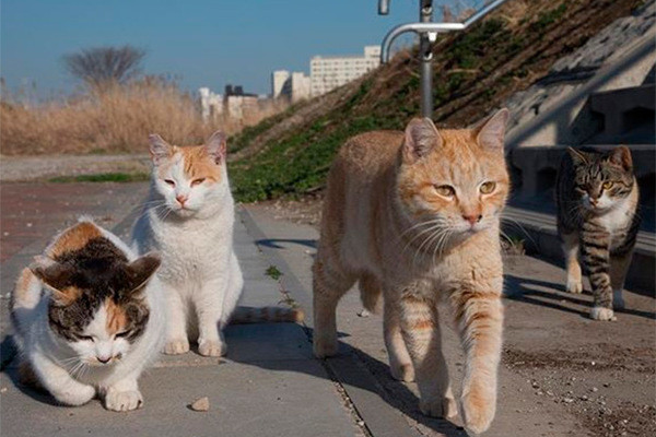 Мем: Японские уличные коты на прогулке, Малый Кыс