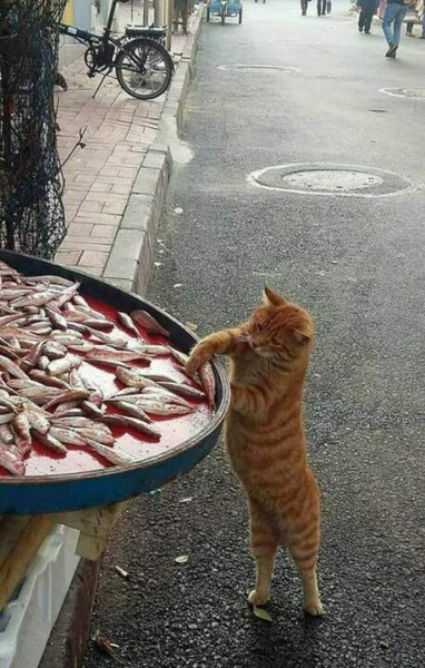 Мем: - Рыбов продаёте... А попробовать можно?, Малый Кыс