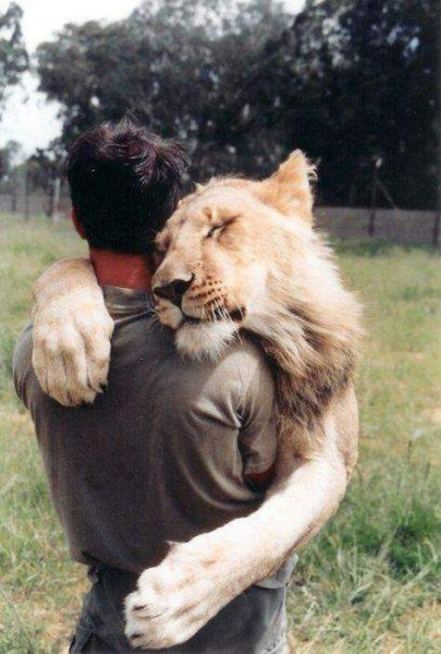 Мем: Внутри большого льва всегда живёт маленький котёнок, Малый Кыс