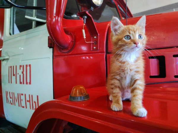 Мем: Спасённый на пожаре котёнок теперь живёт в пожарной части, Леонид Хлыновский