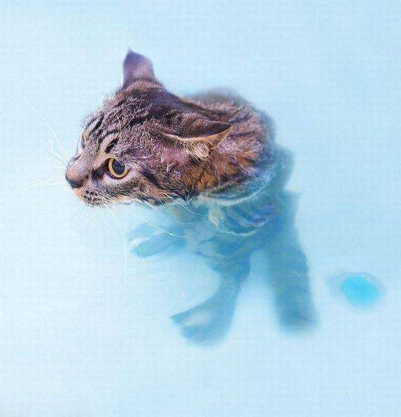 Мем: Морской котик, Малый Кыс