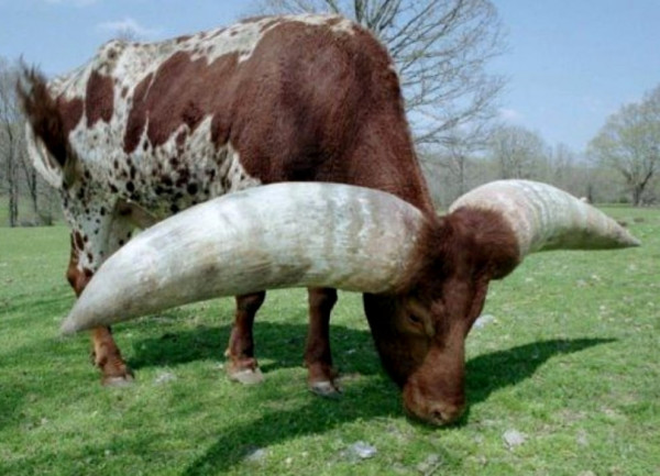 Мем: Ватусси. Самый рогатый бык в мире., Тьмуша