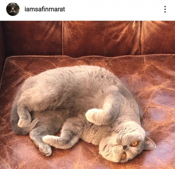 Мем: Одна из кошек Марата Сафина, Леонид Хлыновский