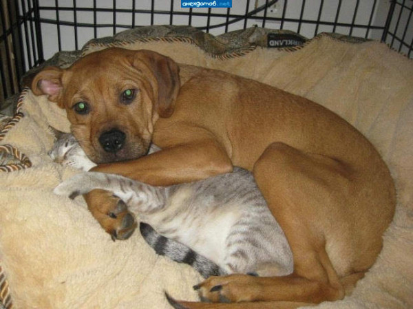 Мем: Лучшая подружка - из кота подушка, Леонид Хлыновский