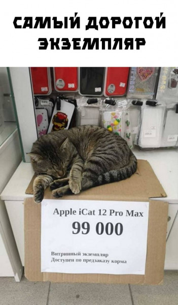 Мем: Apple iCat 12 pro max, henh