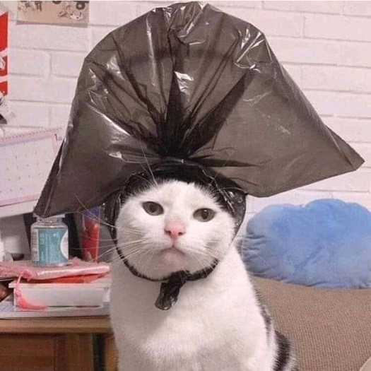Мем: Недаром Наполеон котов боялся, Cat Fil