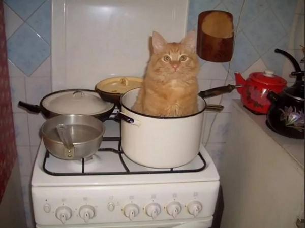 Мем: Кто суп с котом заказывал?, aed65