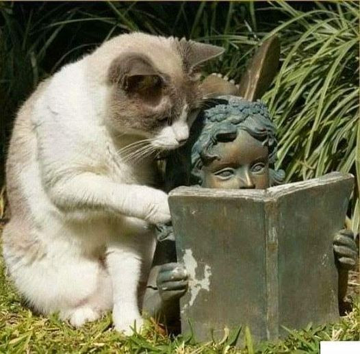 Мем: Не торопись, я еще не прочитал, Cat Fil