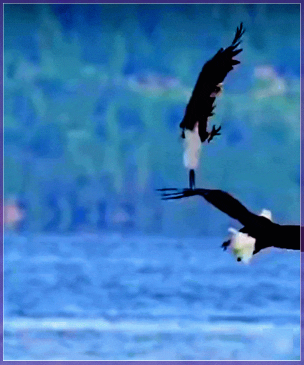 Мем: Dance battle sea eagles, Серж Скоров