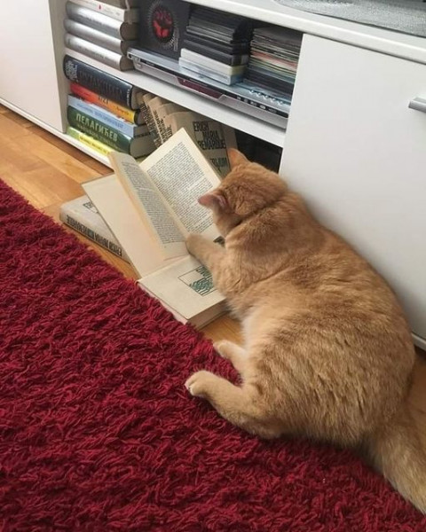 Мем: Кот учёный, Cat Fil