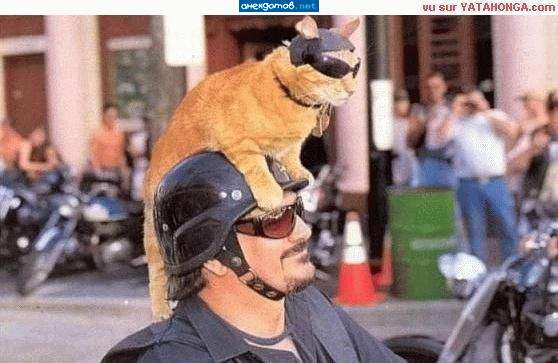 Мем: Кошак реально крут!, Леонид Хлыновский