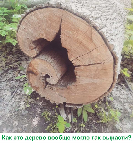 Мем, Тьмуша