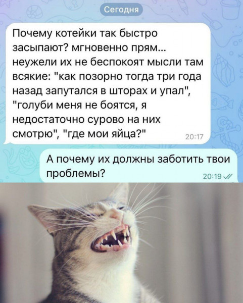 Мем: Котейка., henh