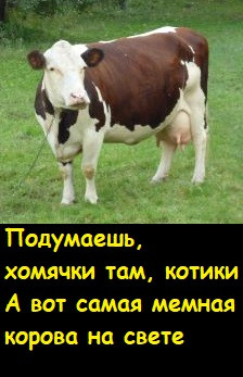 Мем, Лис Интересный
