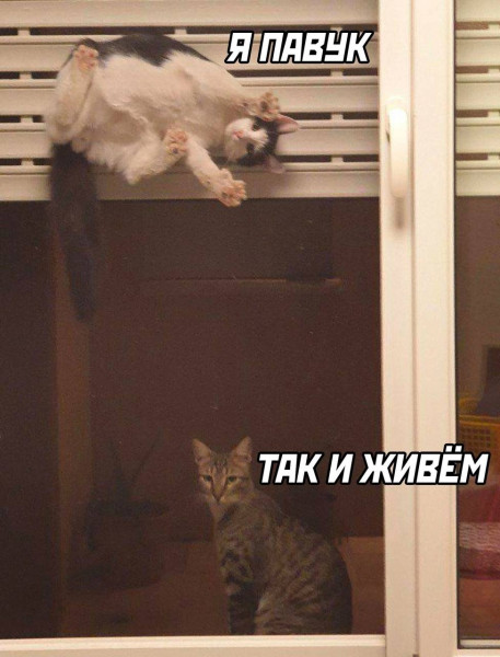 Мем, Микки Маус