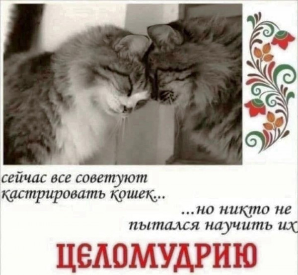 Мем, Кот Отморозкин