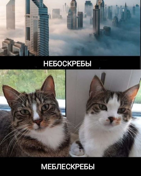 Мем, Рысь