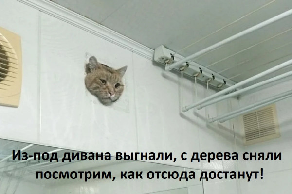 Мем: Из жизни котов, GRave