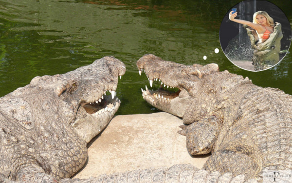 Мем: Встретились два крокодила