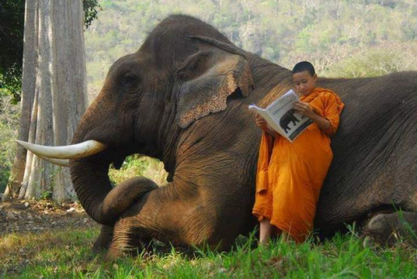 Мем: Инструкция по вождению слонов, Леонид Хлыновский