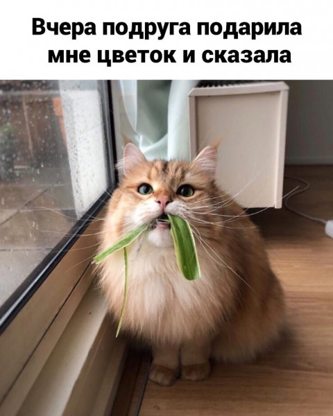 Мем, Микки Маус