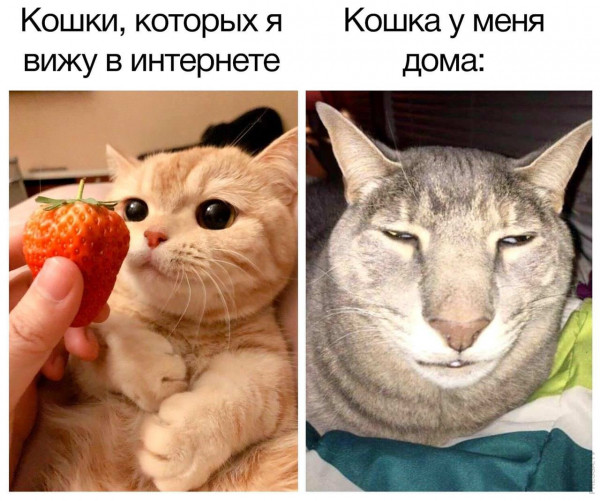 Мем, Микки Маус